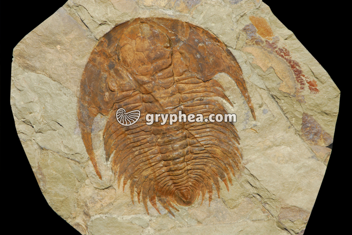 Trilobite géant (Paradoxides sp., env. 30 cm, Maroc) - gryphea.org